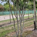 Parrotia persica 'Vanessa' - Foto 7
