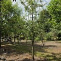 Pyrus communis (handpeer) - 1