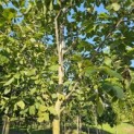 Juglans regia - 1