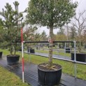 Prunus Lusitanica angustifolia - pillon is 200 cm