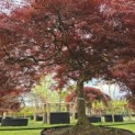 Acer palmatum 'Garnet' - 1