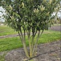 Prunus laurocerasus 'Caucasica' - 3