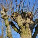 Platanus hispanica dak of knotvorm - 1