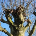 Platanus hispanica dak of knotvorm - 2