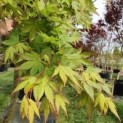 Acer palmatum, Japanse esdoorn bladeren
