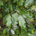 Ilex altaclerensis 'Camelliifolia' - 1
