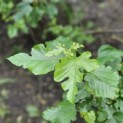 Morus alba 'Macrophylla' - 2