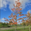 Prunus x 'Yedoensis' - 1