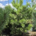 Pinus nigra 'Nigra' - Foto 2