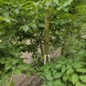 Carpinus betulus - 3