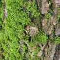 Salix Alba - 2