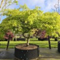 Acer palmatum 'Dissectum' - 2