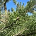 Pinus nigra 'Nigra' - Foto 1