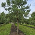 Pinus sylvestris - Foto 1