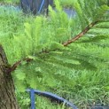 Taxodium distichum 'Peve Minaret' - Foto 5