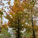 Rode beuk als solitair