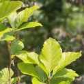 Fagus Dawyck Gold - geelbladige zuilbeuk in mei