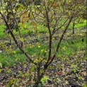 Cornus mas - 2