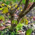 Cornus mas - 1