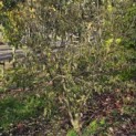 Cornus mas - 3