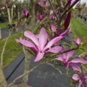 Magnolia 'Susan' - 1