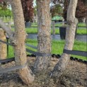 Pinus sylvestris - 5