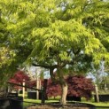 Acer palmatum 'Dissectum' - 1