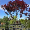 Acer palmatum 'Bloodgood' - 1