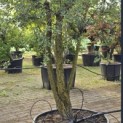 Quercus Suber - 1