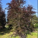 Fagus sylvatica 'Atropunicea' - mei 2026