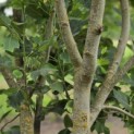 Liriodendron tulipifera 'Aureomarginatum' - Foto 1