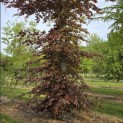Fagus sylvatica 'Atropunicea' - 3
