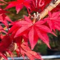 Acer palmatum 'Atropurpureum' - Foto 2