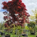 Acer palmatum 'Bloodgood' - 1