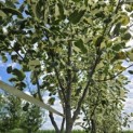 Liriodendron tulipifera 'Snowbird' - 2