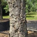 Quercus Suber - 4