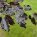 Fagus sylvatica 'Riversii' - Foto 2