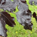 Fagus sylvatica 'Riversii' - Foto 1