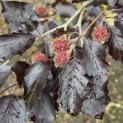 Fagus sylvatica 'Riversii' - Foto 3