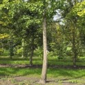 Ginkgo biloba - 1