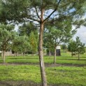 Pinus sylvestris - Foto 7