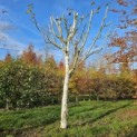 Betulus utilis Doorenbos (Jacquemontii) - 1