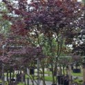 Acer palmatum 'Bloodgood' - Foto 3