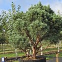 Pinus sylvestris 'Watereri' - 1