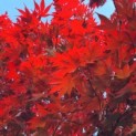 Acer palmatum 'Bloodgood' - Foto 4