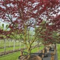 Acer palmatum 'Bloodgood' - 6