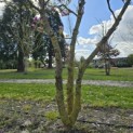 Magnolia 'Betty' - Foto 3