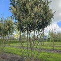 Prunus laur. Caucasica - 1