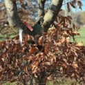 Fagus sylvatica - 2