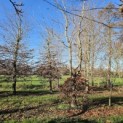 Fagus sylvatica - 3